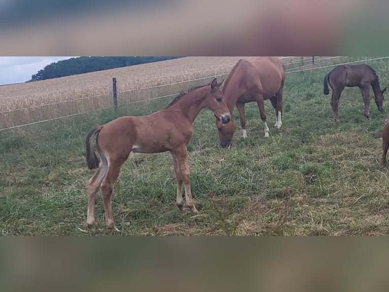 Trakehner Stallion Foal (05/2025) 16,2 hh Brown in Brakel