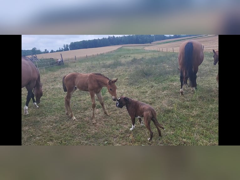 Trakehner Stallion Foal (05/2025) 16,2 hh Brown in Brakel