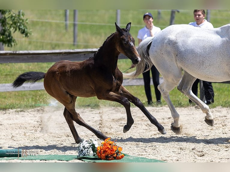Trakehner Stallion Foal (03/2025) 16,2 hh Can be white in Gnadendorf