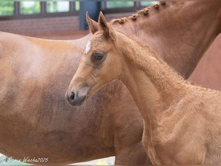 Trakehner Stallion Foal (03/2025) 16,2 hh Chestnut-Red in Gro&#xDF;enkneten