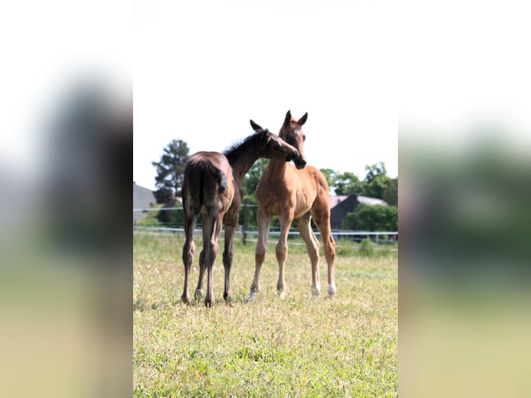 Trakehner Stallion  16,2 hh Chestnut-Red in Sperenberg