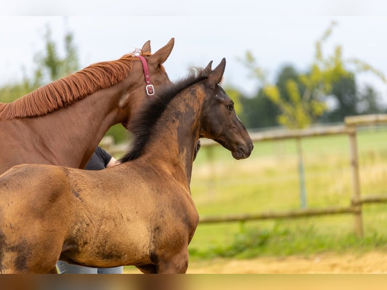Trakehner Stallion Foal (04/2025) 16,2 hh Smoky-Black in Raesfeld
