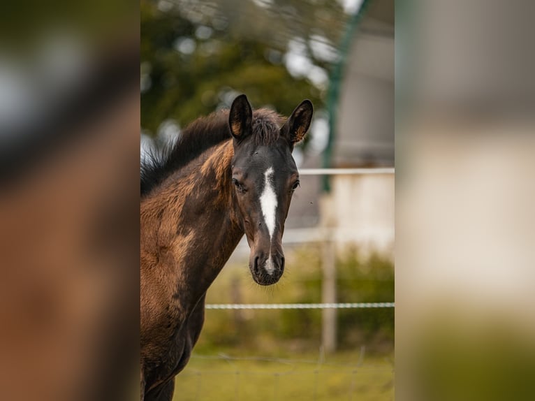 Trakehner Stallion Foal (04/2025) 16,2 hh Smoky-Black in Raesfeld