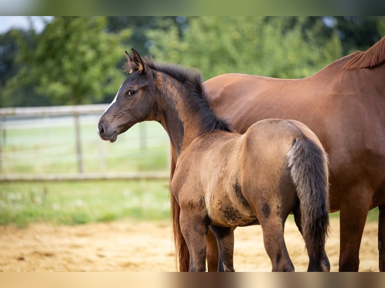 Trakehner Stallion Foal (04/2025) 16,2 hh Smoky-Black in Raesfeld