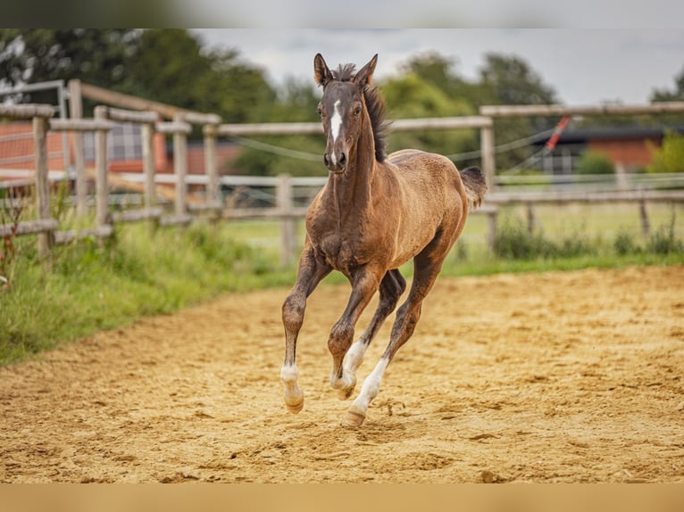 Trakehner Stallion Foal (04/2025) 16,2 hh Smoky-Black in Raesfeld