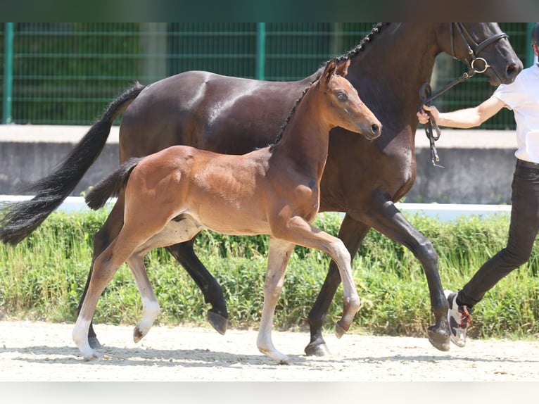 Trakehner Stallion Foal (04/2026) Bay-Dark in Bielefeld