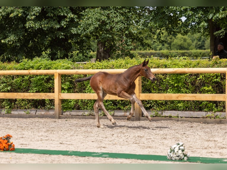 Trakehner Stallion Foal (04/2026) Bay-Dark in Graditz