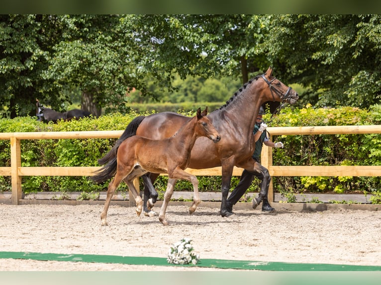 Trakehner Stallion Foal (04/2026) Bay-Dark in Graditz