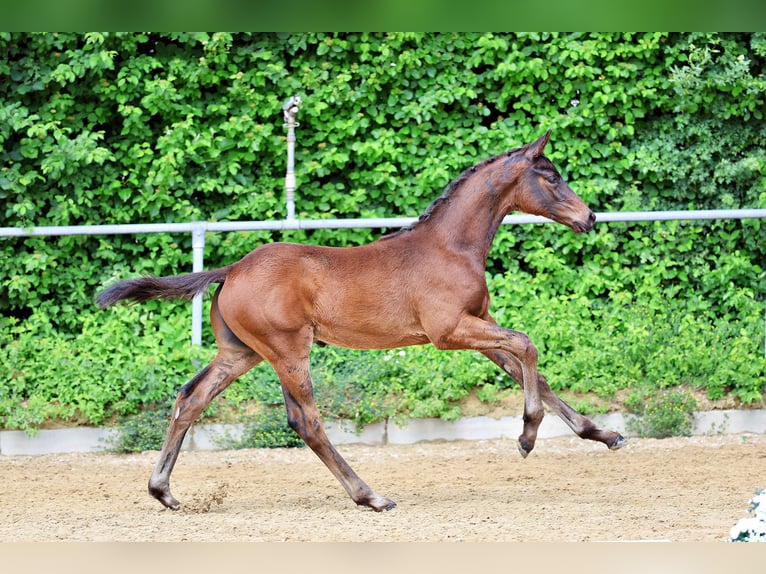 Trakehner Stallion Foal (03/2026) Bay-Dark in Marktoberdorf