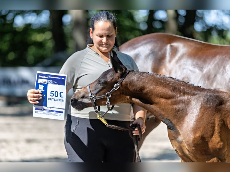 Trakehner Stallion Foal (05/2026) Bay-Dark in Wesel