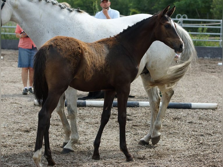 Trakehner Stallion Foal (03/2026) Bay-Dark in Günzburg