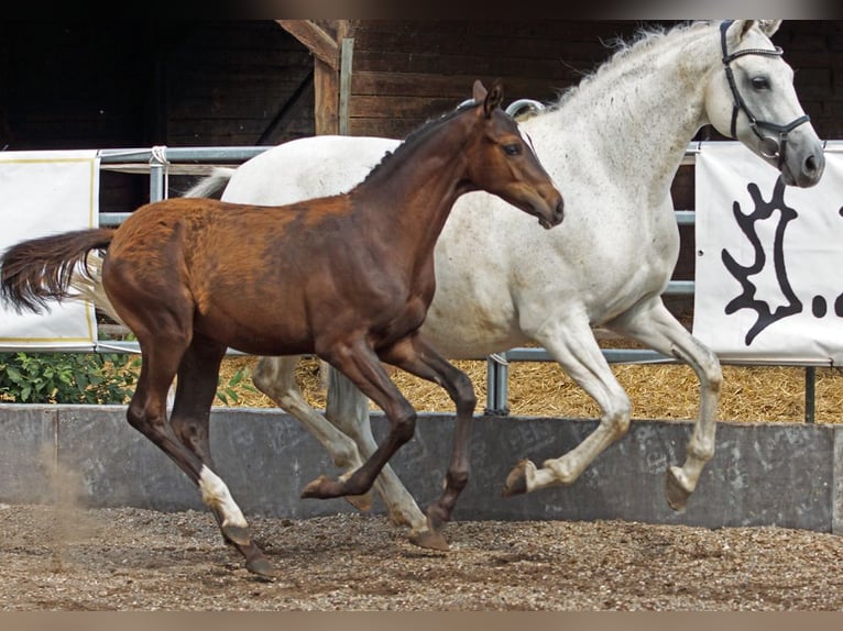 Trakehner Stallion Foal (03/2026) Bay-Dark in Günzburg