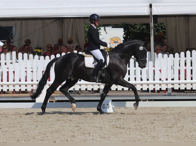 Trakehner Stallion  Black in Wenzendorf