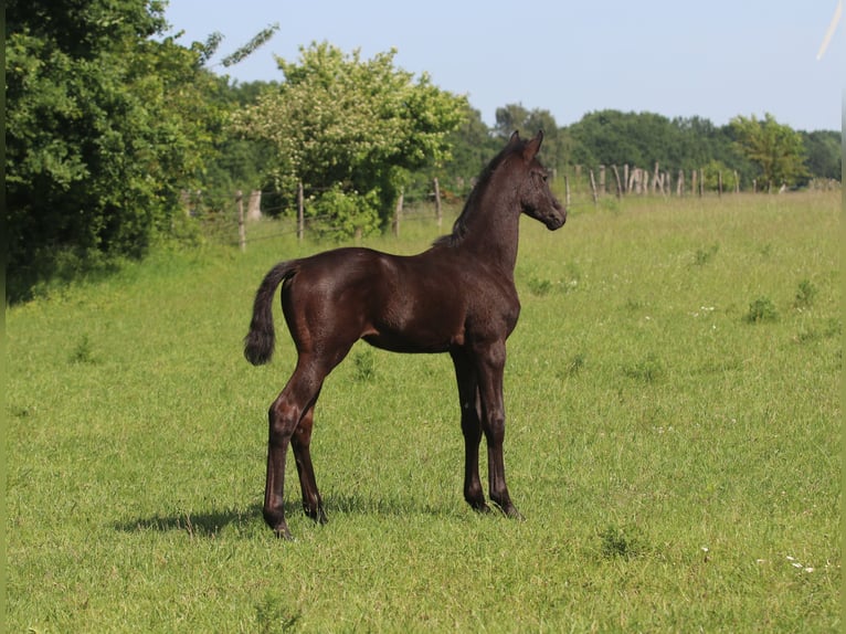 Trakehner Stallion  Black in Wenzendorf