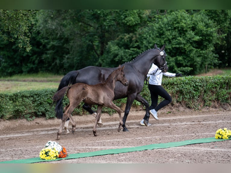Trakehner Stallion Foal (03/2025) Black in Edemissen