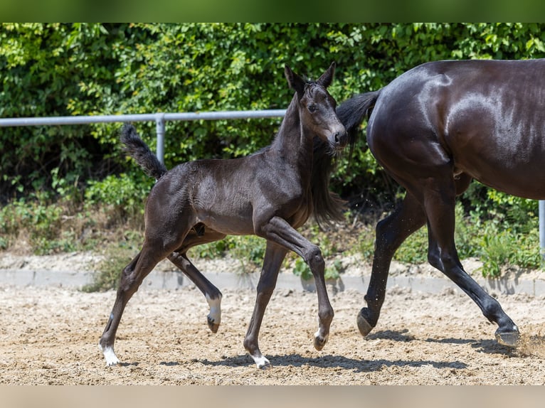 Trakehner Stallion  Black in Markt Wald