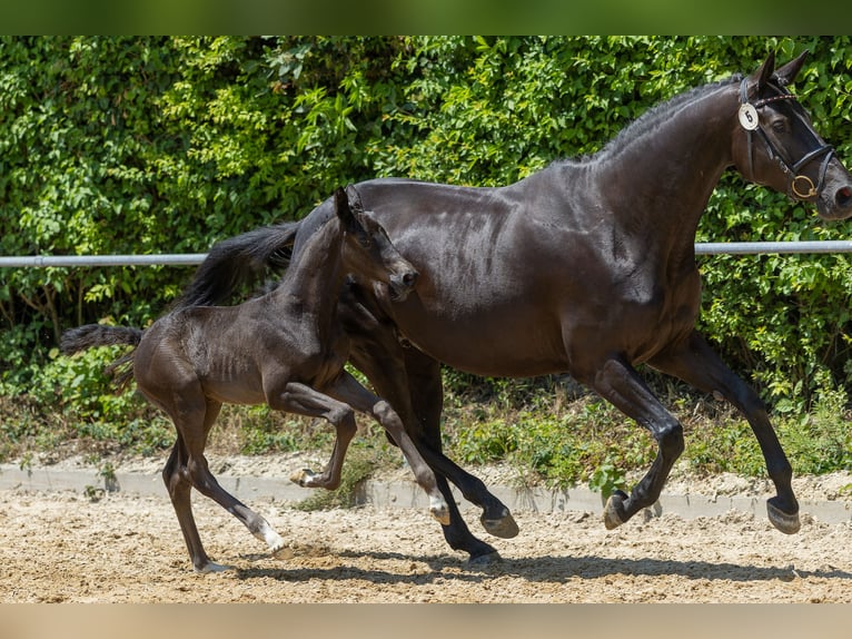 Trakehner Stallion  Black in Markt Wald