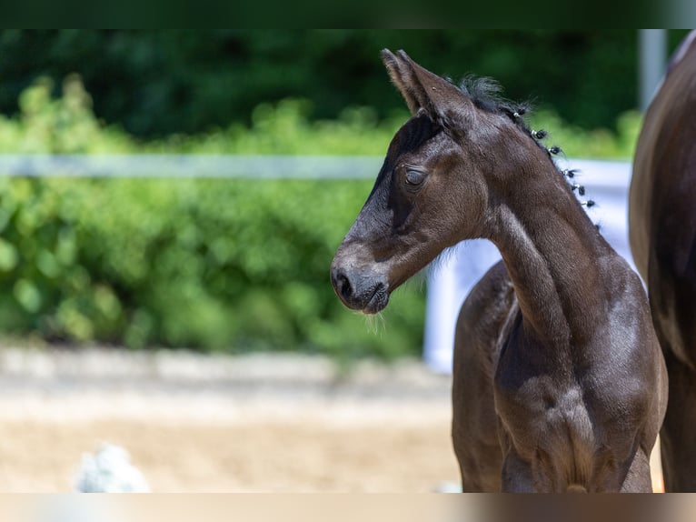 Trakehner Stallion  Black in Markt Wald