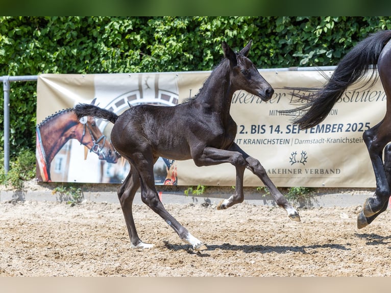 Trakehner Stallion  Black in Markt Wald