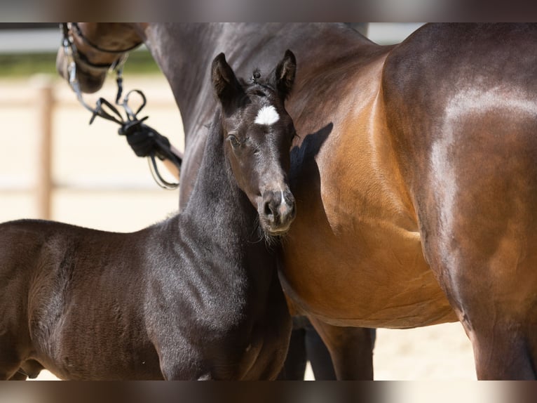 Trakehner Stallion Foal (05/2025) Black in Quakenbr&#xFC;ck
