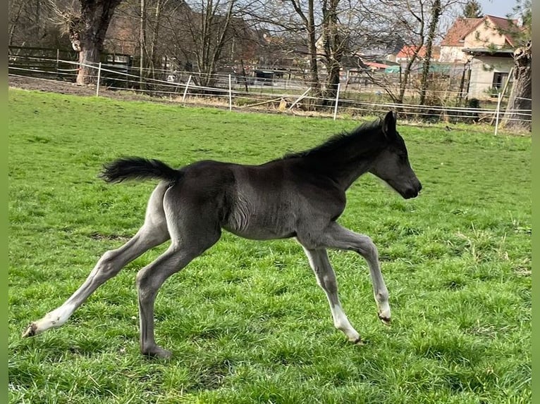 Trakehner Stallion Foal (02/2024) Black in Schackensleben