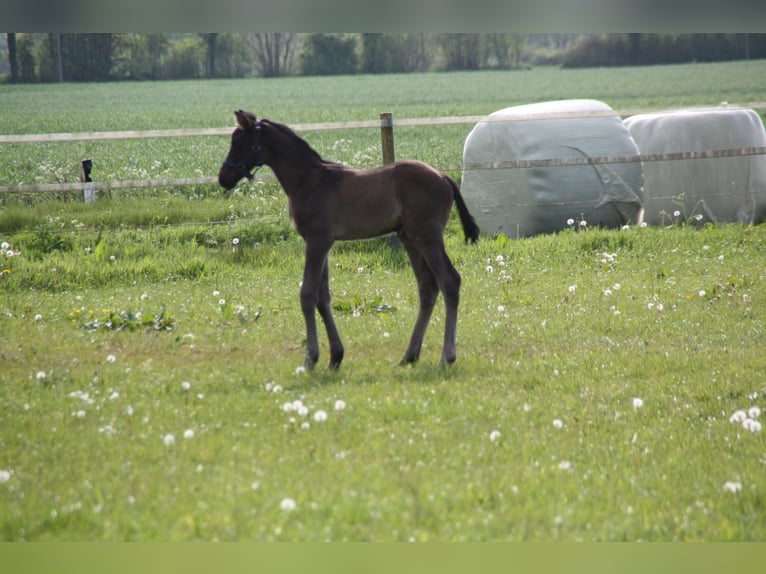 Trakehner Stallion Foal (04/2024) Black in Treia