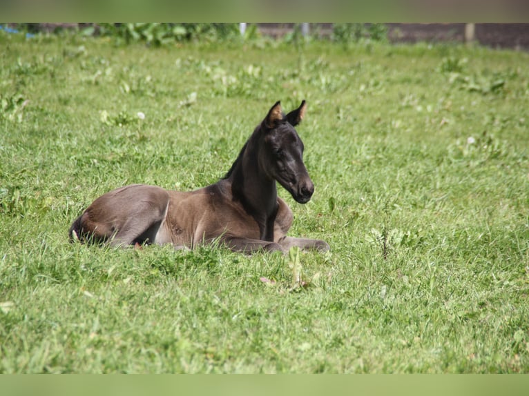 Trakehner Stallion Foal (04/2024) Black in Treia