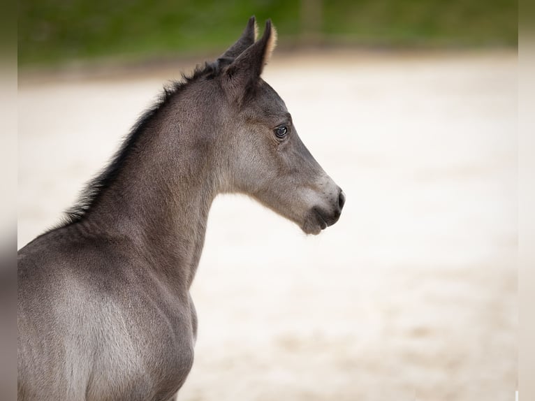 Trakehner Stallion Foal (03/2024) Black in Wolfhagen