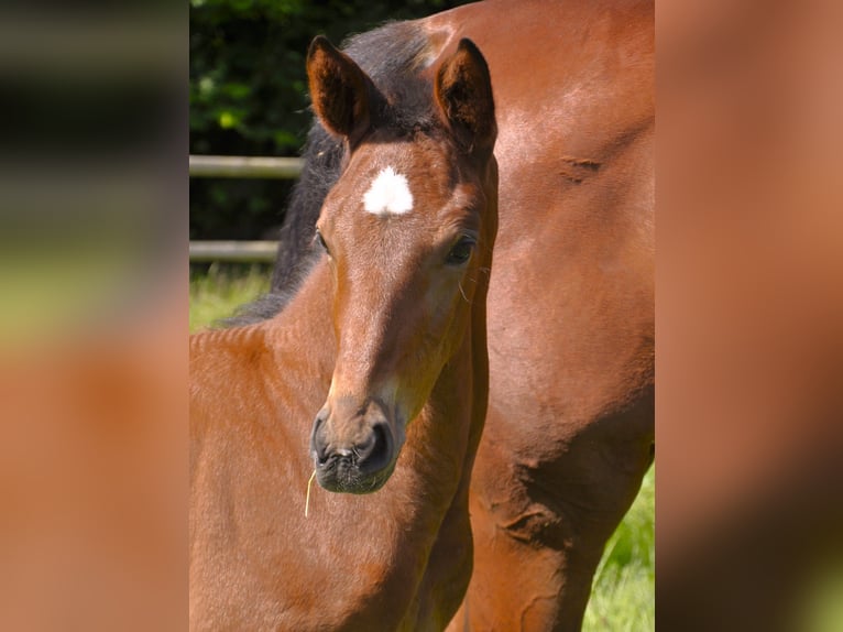 Trakehner Stallion  Brown in Walsrode