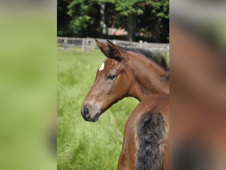 Trakehner Stallion  Brown in Walsrode