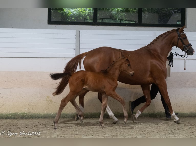 Trakehner Stallion Foal (04/2025) Brown in Bad M&#xFC;nstereifel