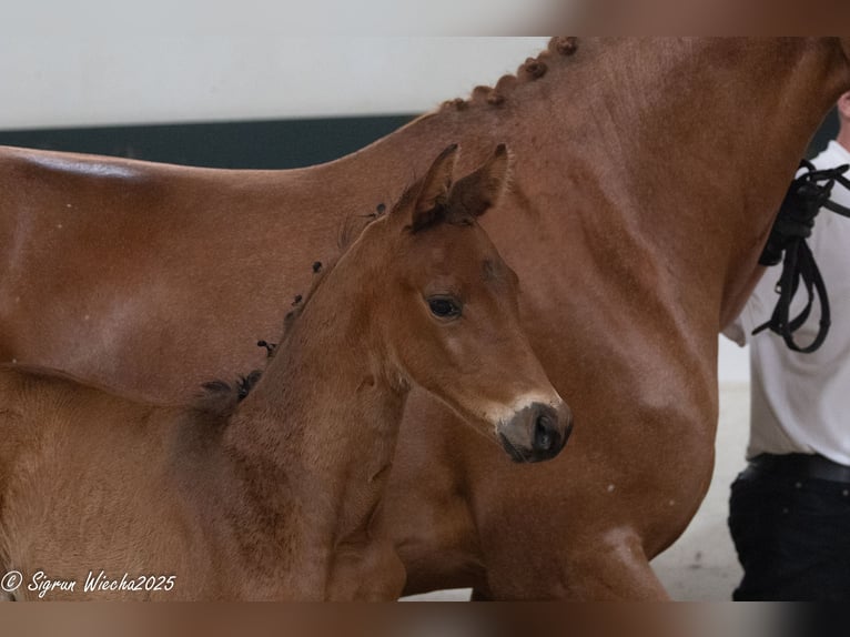 Trakehner Stallion Foal (04/2025) Brown in Bad M&#xFC;nstereifel