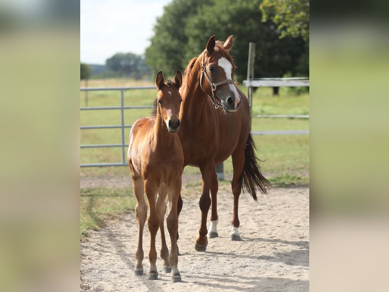 Trakehner Stallion Foal (05/2026) Brown in Reisenberg