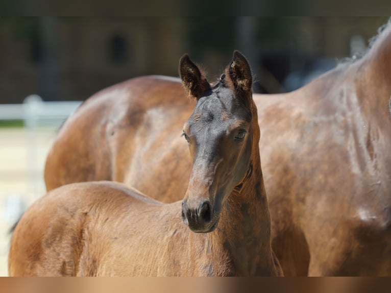 Trakehner Stallion Foal (04/2026) Brown in Coesfeld