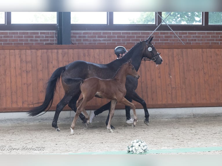 Trakehner Stallion Foal (04/2025) Brown in Stemwede