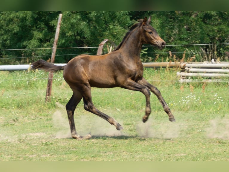 Trakehner Stallion Foal (05/2025) Brown in Werder (Havel)