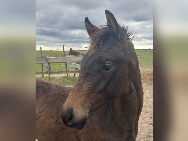 Trakehner Stallion Foal (05/2025) Brown in Werder (Havel)