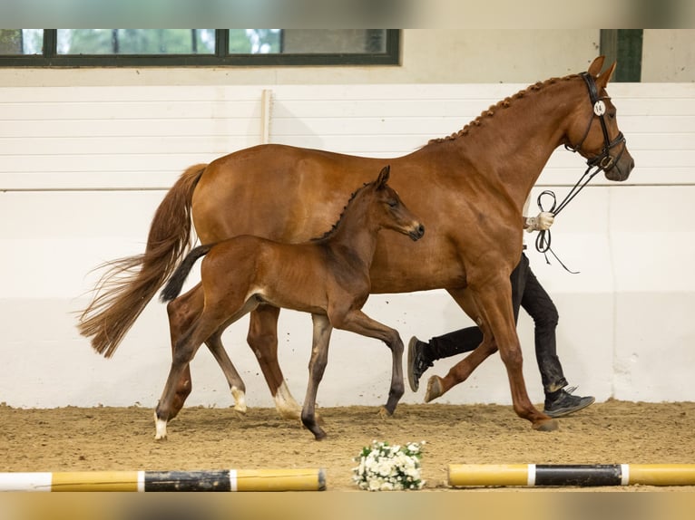 Trakehner Stallion Foal (05/2026) Brown in Mülheim an der Ruhr