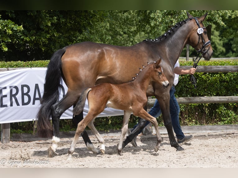 Trakehner Stallion Foal (04/2025) Brown in Schkeuditz