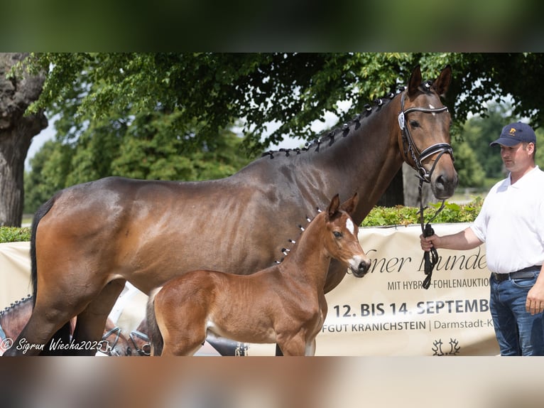 Trakehner Stallion Foal (04/2025) Brown in Schkeuditz