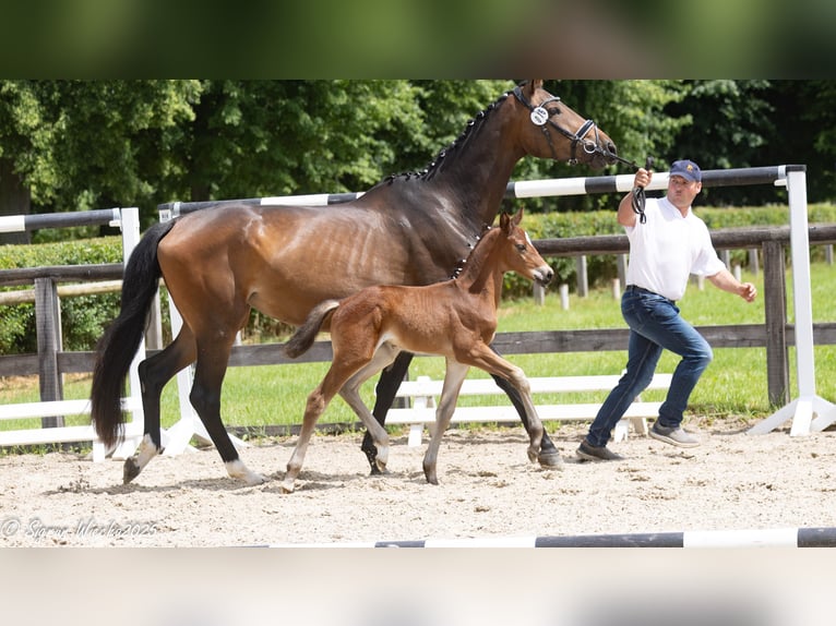 Trakehner Stallion Foal (04/2025) Brown in Schkeuditz