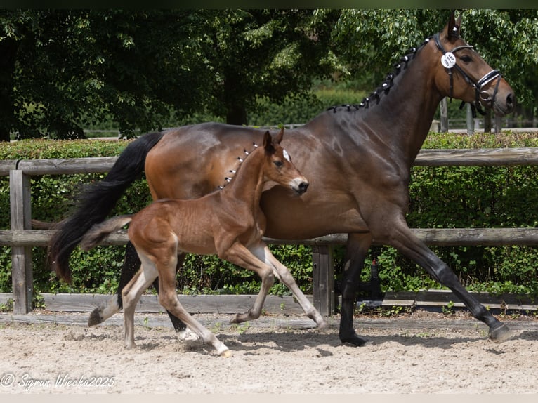 Trakehner Stallion Foal (04/2025) Brown in Schkeuditz