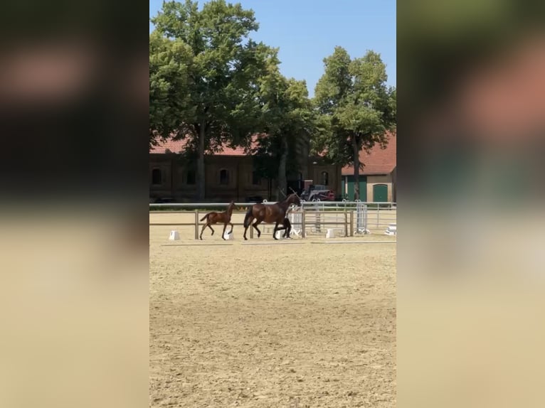 Trakehner Stallion Foal (03/2026) Brown in Freren