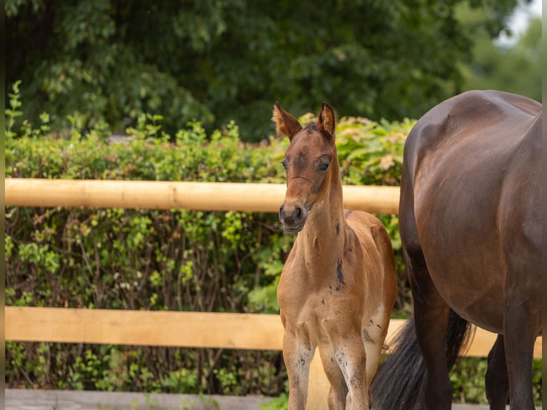Trakehner Stallion Foal (04/2026) Brown in Striegistal