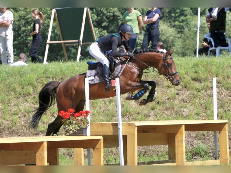 Trakehner Stallion  Brown in K&#xF6;nnern