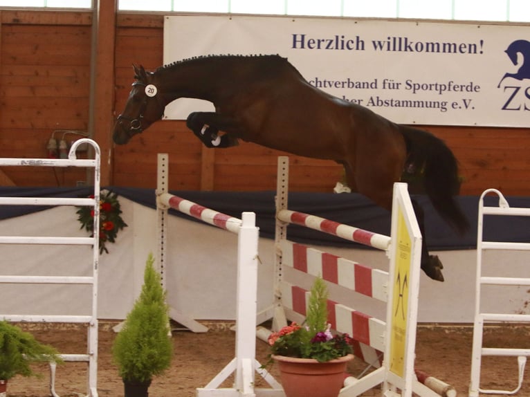Trakehner Stallion  Brown in K&#xF6;nnern