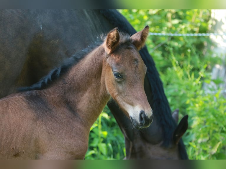 Trakehner Stallion  Brown in K&#xF6;nnern