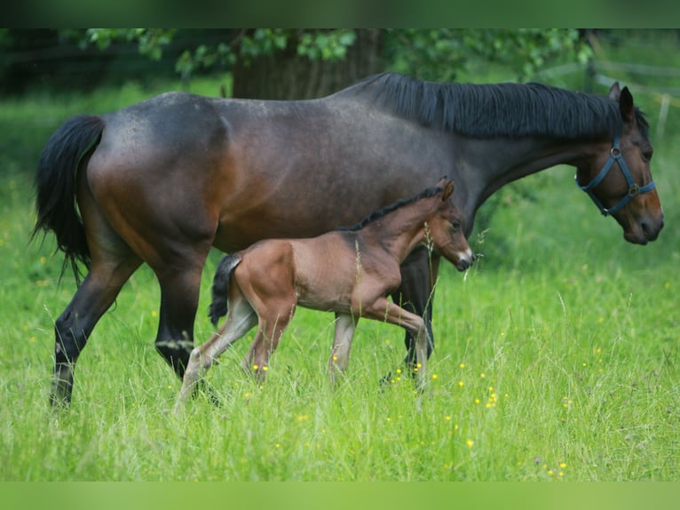 Trakehner Stallion  Brown in K&#xF6;nnern