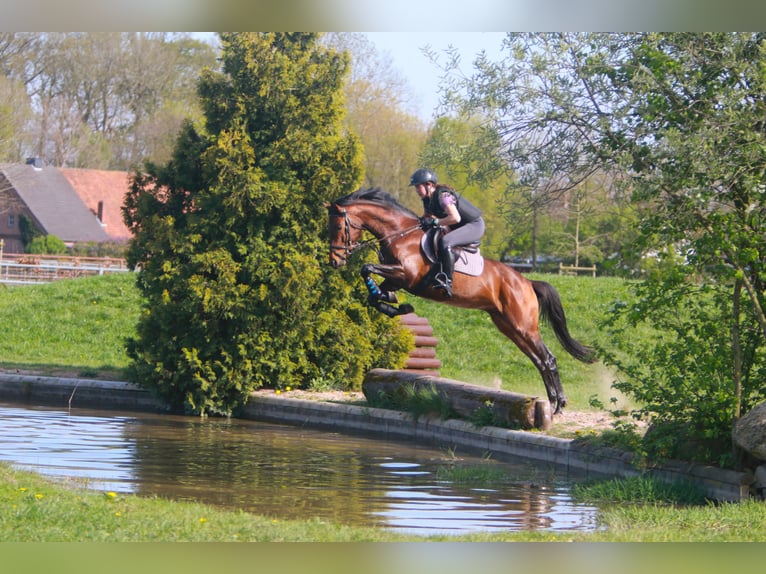Trakehner Stallion  Brown in K&#xF6;nnern