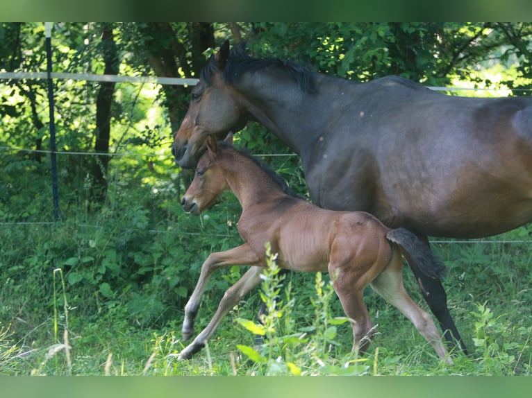 Trakehner Stallion  Brown in K&#xF6;nnern
